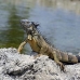 iguana_green_tf_gc_v_0179_cay1096.jpg